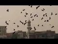 Bonobo - Bambro Koyo Ganda (feat. Innov Gnawa) (Official Video)