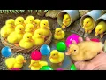 Mencari bebek lucu, menangkap bebek angsa, Duck, bebek berenang, ikan, dan ayam warna warni.
