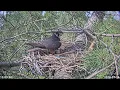 Dorset LIVE Hobby nest camera 2026-08-20