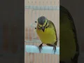 burung kenari berwajah kuning (Crithagra mozambica): bernyanyi untuk pelatihan S1E2 [Pet ON]