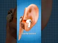 Download Lagu how to use earbuds safely #earbuds #safety #shorts