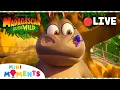 🔴 LIVE | Babysitting Hedgehogs is Not Easy! 🦔 | Madagascar: A Little Wild | Mini Moments