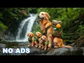 Download Lagu 12 Hours of Dog TV for Dogs to Watch 🐶 Relaxing Music for Dogs Left Alone 🎶 Calm \u0026 Healing