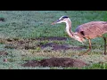 Lagu Great Blue Heron hunting and finally catching and eating a gopher Reuploaded 4K