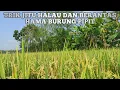 Download Lagu inilah rahasia!! 5 Cara brantas hama burung pipit mati ditempat