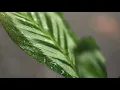 Caiti Baker – She's Cruel (Offical Wet Season Visualiser)