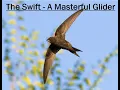 Download Lagu The Common Swift (Apus apus) -  A Life In The Air