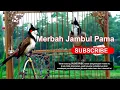 Lagu Merbah Jambul Pama