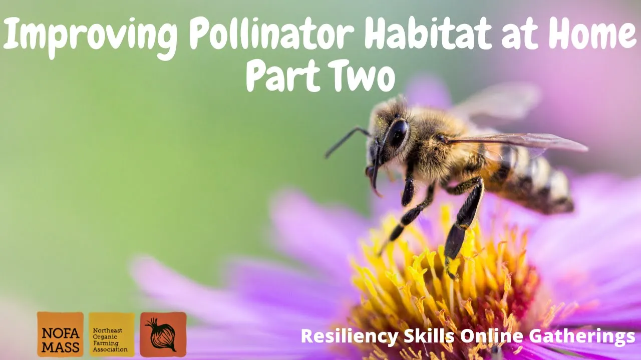Improving Pollinator Habitat at Home Part 2 with Dan Jaffe
