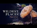 Wildest Places Pacific Coral Cities