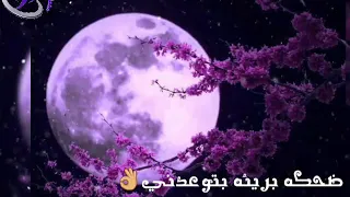 حالات واتس عمرو دياب اجمل مافيها اللى واخدنى    دندنها