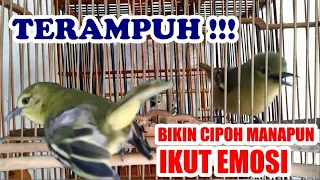 terampuh bikin cipoh sirtu manapun ikut gacor emosi tarung