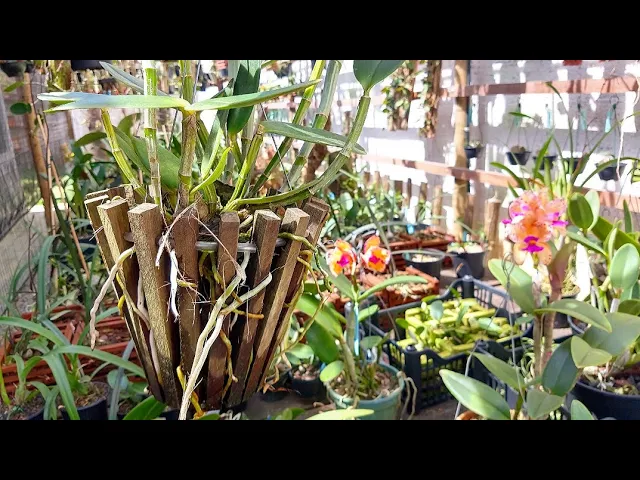 COMO CULTIVAR ORQUÍDEAS NO CACHEPÔ