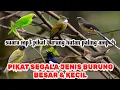 Download Lagu SUARA MP3 PIKAT BURUNG HUTAN PALING AMPUH | pikat segala jenis burung besar dan kecil