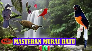 masteran wajib full 4 in 1