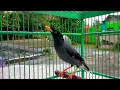 jalak kebo gacor full isian | coba buat pancingan pagi - sore dan malam hari