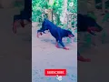 Download Lagu Rottweiler VS Doberman|Rottweiler Attitude|Doberman Attack#Shorts ❤️