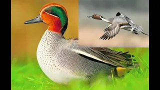 صوت حذاف ابو بسيله او الهربان Mb3 