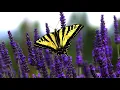 11 HOURS Relaxing Music For Stress Relief, Nature Sounds, Massage, Spa