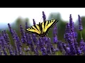 Download Lagu 11 UUR Ontspannende muziek voor stressverlichting, natuurgeluiden, massage, spa