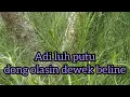 Download Lagu genjek adi luh putu