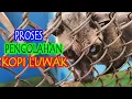 Lagu CARA PRODUKSI KOPI LUWAK TUTORIAL
