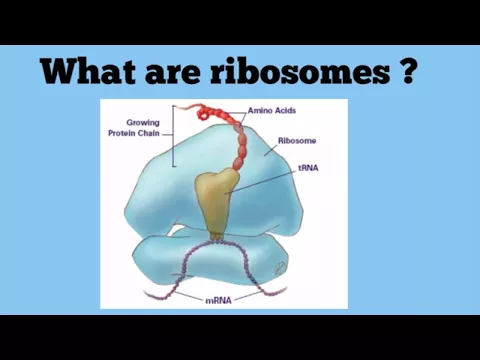 Download MP3 Ribosomes The Protein Factories