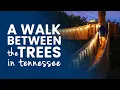 Walk Between the Trees in Tennessee at Anakeesta at Night POV
