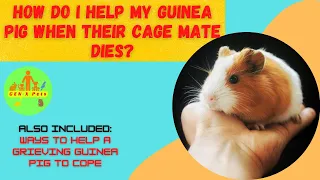 How do I help my guinea pig when their cage mate dies Do guinea pigs get sad when other dies