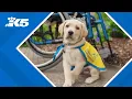 How to protect your puppy from parvovirus