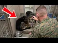 This Marine Adopted Two Unwanted German Shepherds What They Did Next Will Shock You