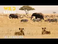 Download Lagu WILD TANZANIA | Survival Challenges in the Land of Predators | Animal documentary