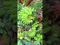 Download Lagu Panen buah pisang dengan hasil yang sangat melimpah #shorts