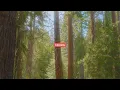 Rewire Your Brain for Safety | Somatic Meditation for Trauma Healing