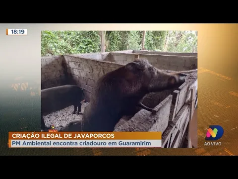 Polícia descobre criação ilegal de javaporcos, híbridos entre porcos e javalis, em Guaramirim