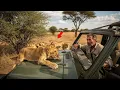 Download Lagu Orphaned Lion Cub Climbs Into Ranger’s Jeep — The Pride’s Response Freezes Everyone in Place