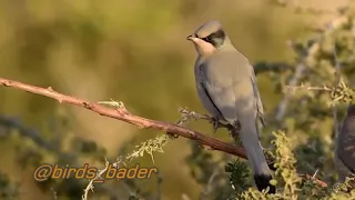 صوت البلبل الروسي دندنها