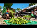 Lagu Use Truck Overcome Difficult Road to Buy 3000+ Lemons, Transport Many Lemons Go to Market Sell