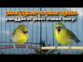 Download Lagu Pleci Ngecir + Pleci Ngalas Nembak,Pancingan Pleci Malas Bunyi