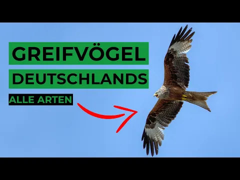 Download MP3 Greifvögel Deutschlands sicher bestimmen
