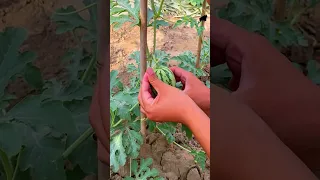 Securing A Watermelon Stem With A Toothpick Plants Shorts 