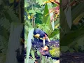 Download Lagu Funny Toucan Drops Banana | Mindo, Ecuador #funnyanimals