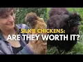 Silkies 101 Are They Worth It