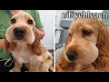 reddit s cutest