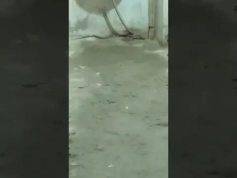 जब घर में सांप निकलता है तो पूरा परिवार देखिए कैसे डर जाता है Indian common krait snake🤔😱🐍