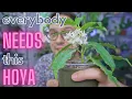 Download Lagu Everybody Needs This Hoya