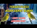 Download Lagu TERAPI PLECI AGAR CEPAT BUNYI,SUARA GEMRICIK AIR,BETINA DAN KOLONI,,DIJAMIN 1 MENIT LANGSUNG BUNYI..