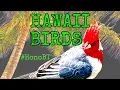 HAWAII EASY Bird Watching BIRD TALK Show Ep22 HONOLULU BIRDING TRAIL Birding in Paradise