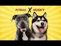 Pitbull Husky Mix Pitsky What You Need to Know Before Getting One