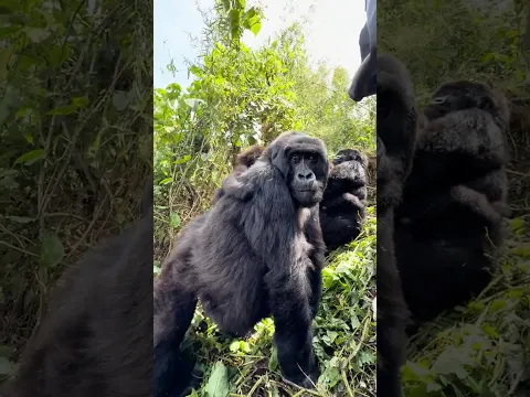 I Got Attacked By A Gorilla #scary #wildlife #survival
